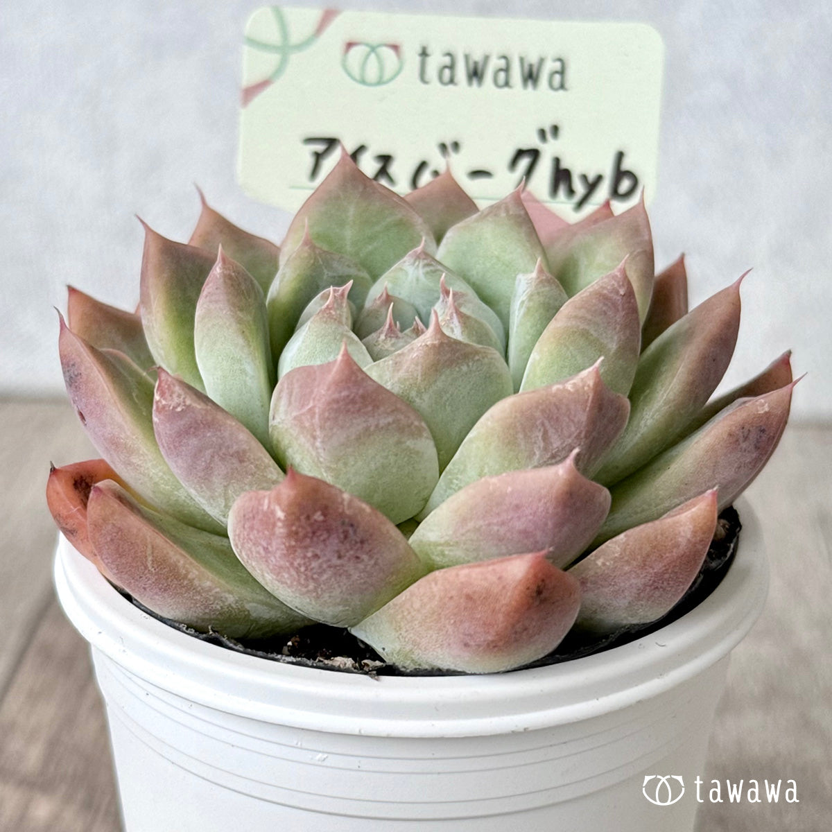 アイスバーグhyb（兄弟農園）【tawawaハウス苗】