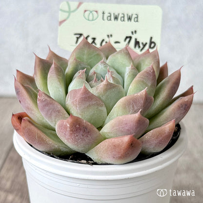 アイスバーグhyb（兄弟農園）【tawawaハウス苗】