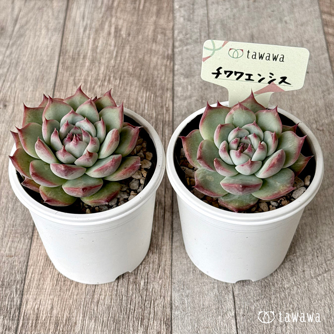 チワワエンシス【tawawaハウス苗】