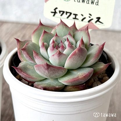 Chihuahuaensis Chihuahuaensis