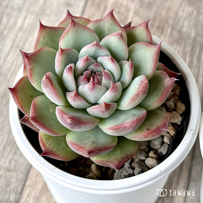 Chihuahuaensis Chihuahuaensis