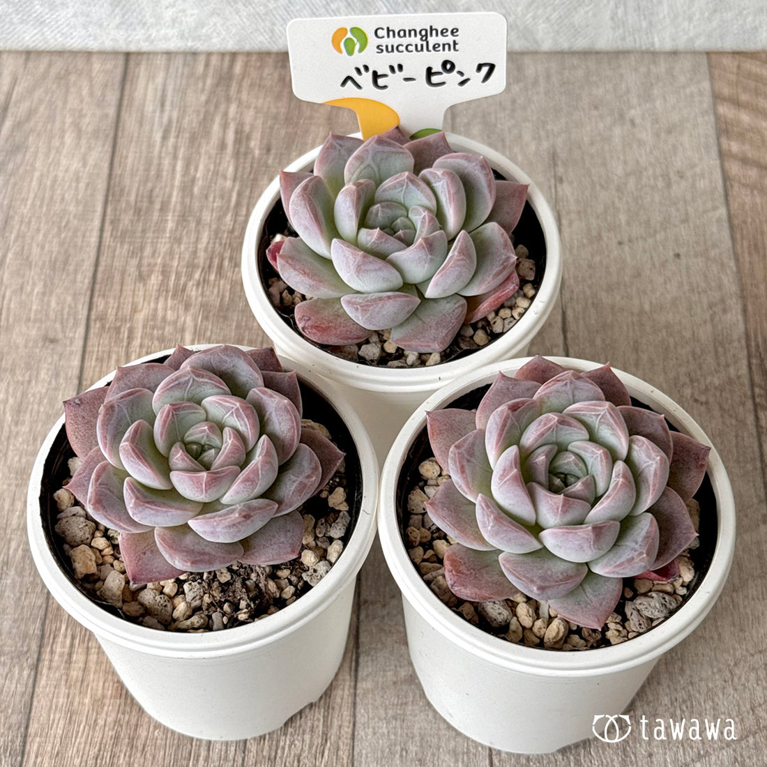 New Arrivals: Ice Green