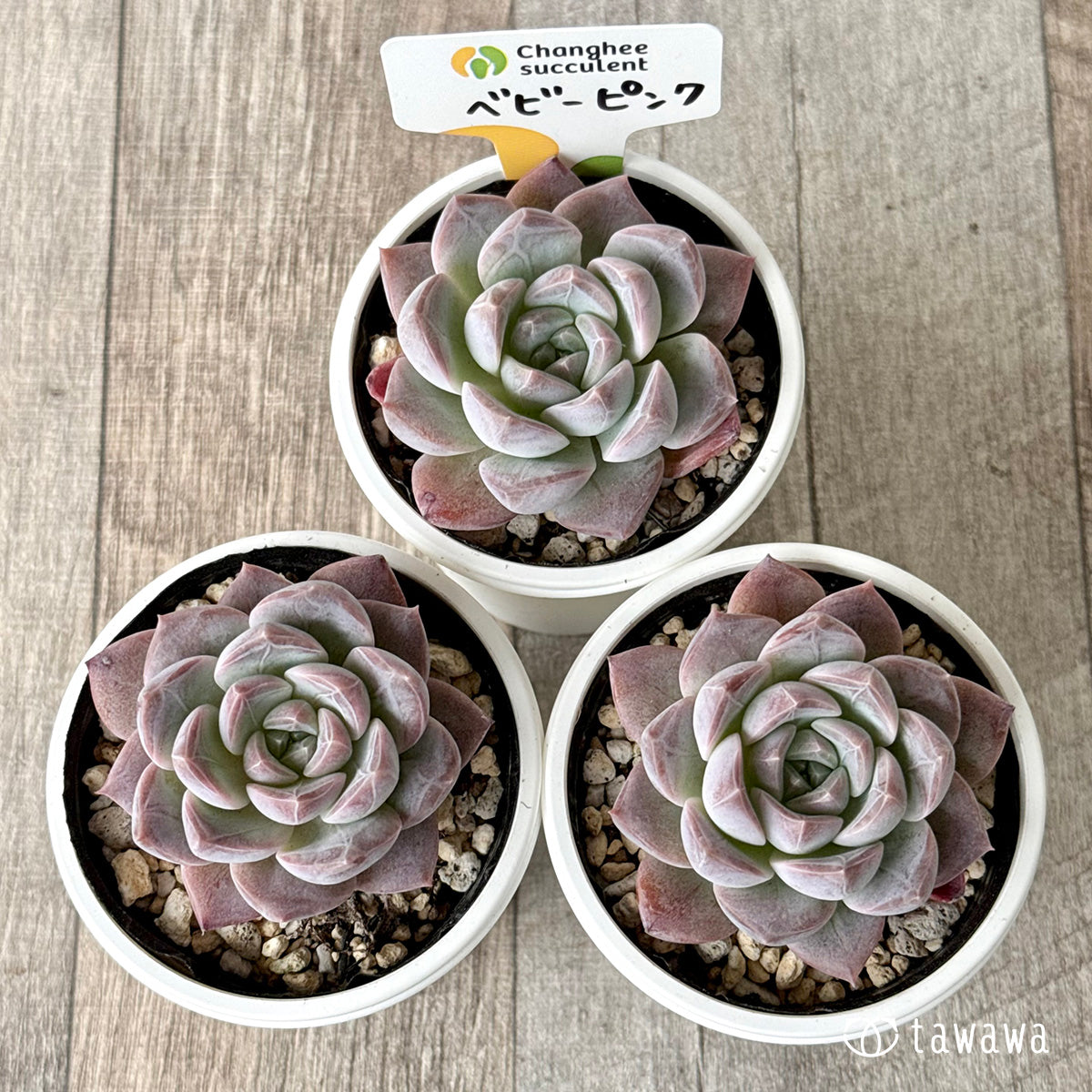 ベビーピンク（チャンヒー農園）【tawawaハウス苗】