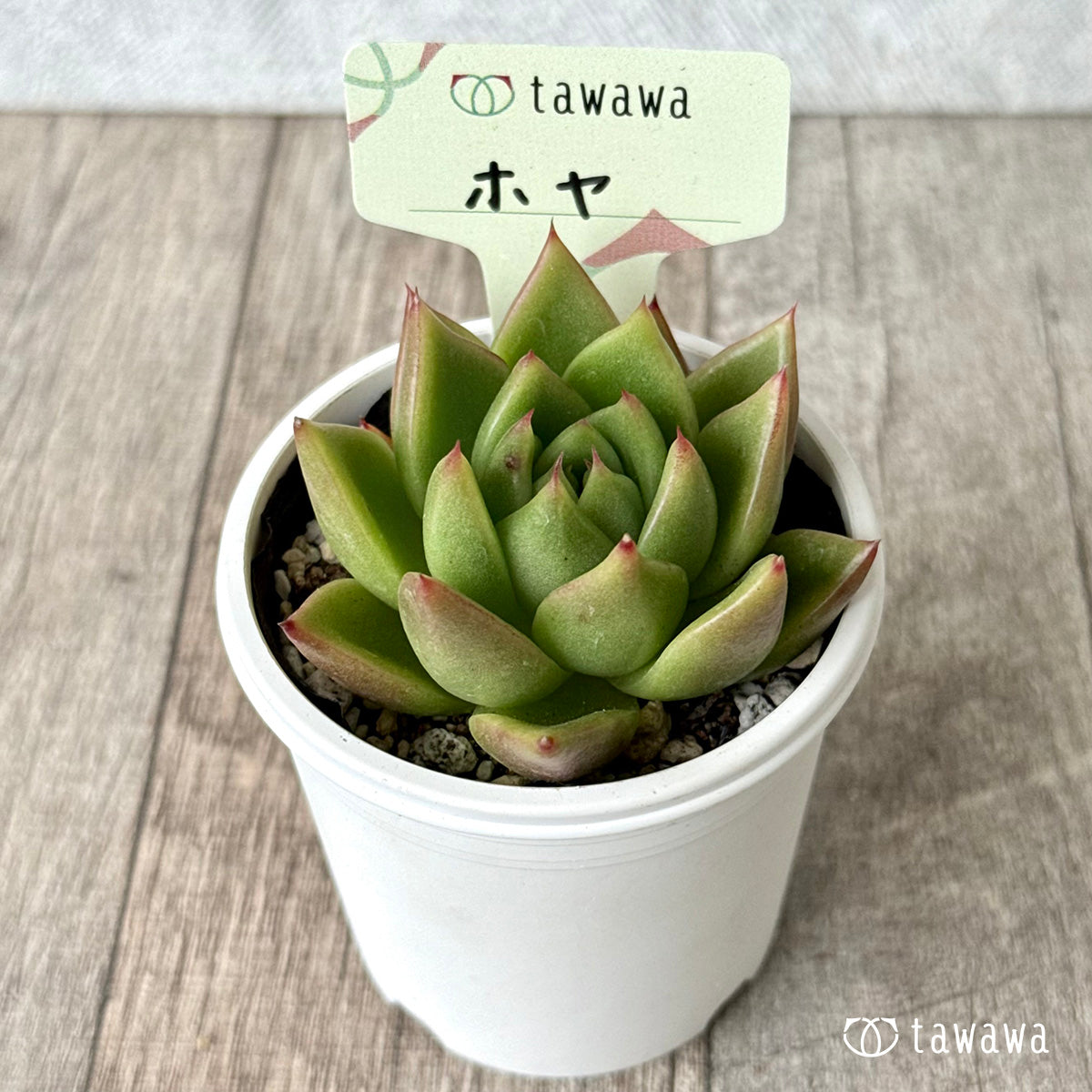 ホヤ【tawawaハウス苗】