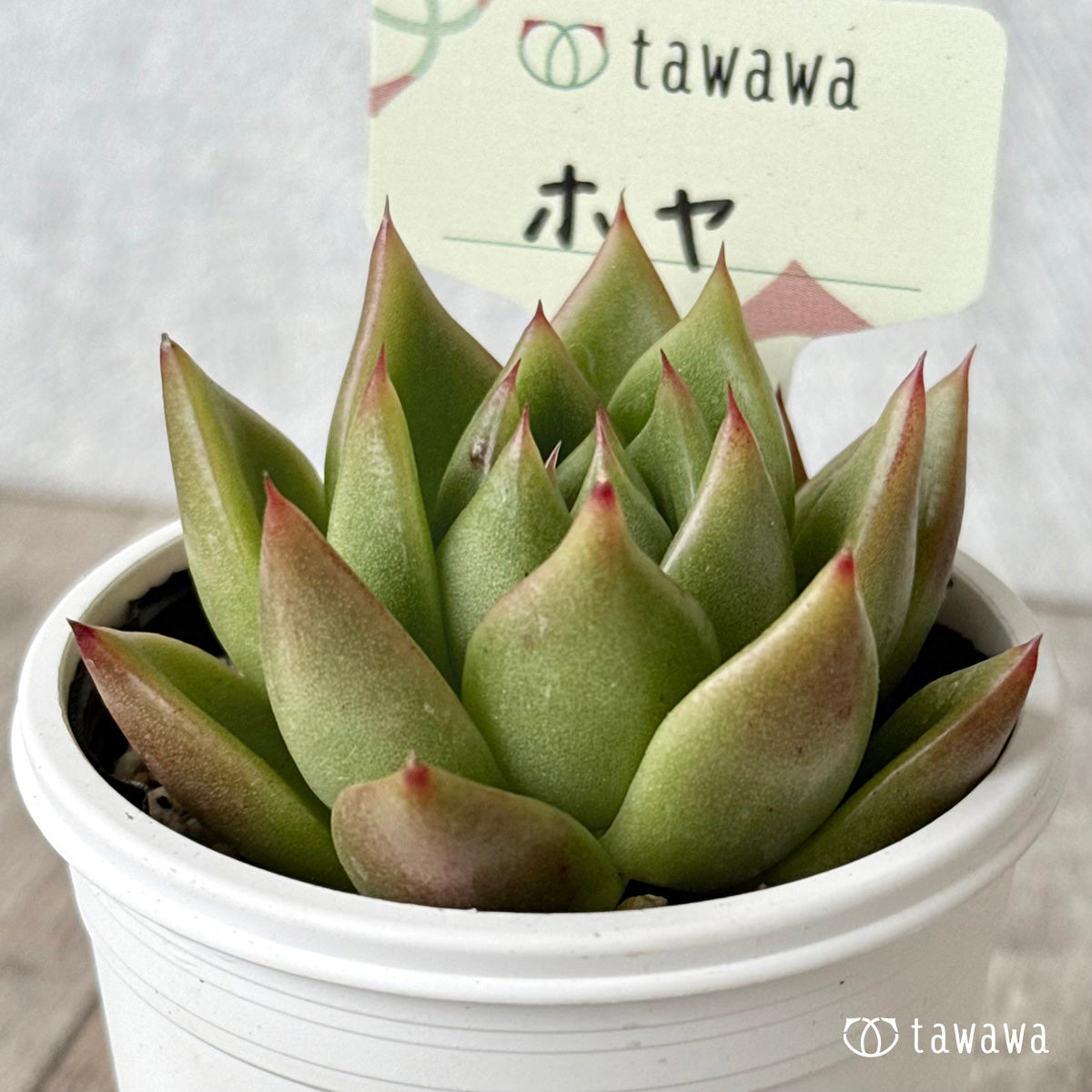 ホヤ【tawawaハウス苗】