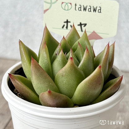 ホヤ【tawawaハウス苗】