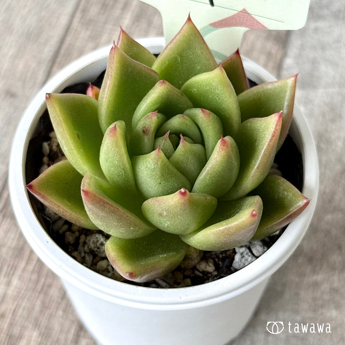 ホヤ【tawawaハウス苗】