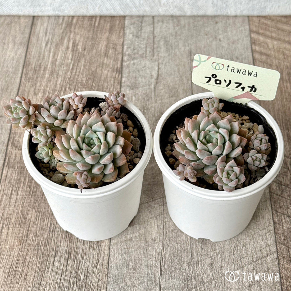 New arrival* Prolifica Nishiki