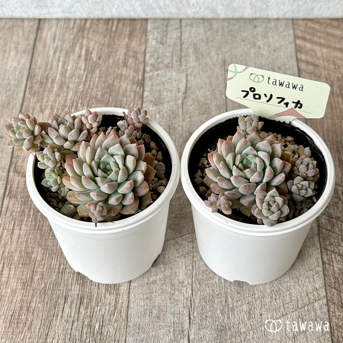 プロリフィカ　【tawawaハウス苗】