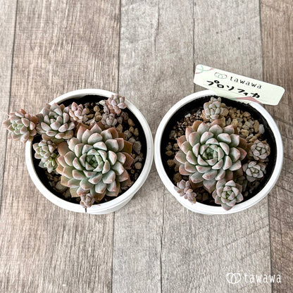 プロリフィカ　【tawawaハウス苗】