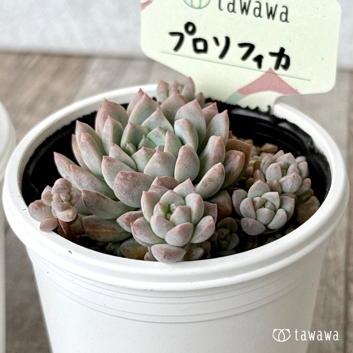 プロリフィカ　【tawawaハウス苗】