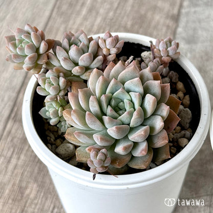 プロリフィカ　【tawawaハウス苗】