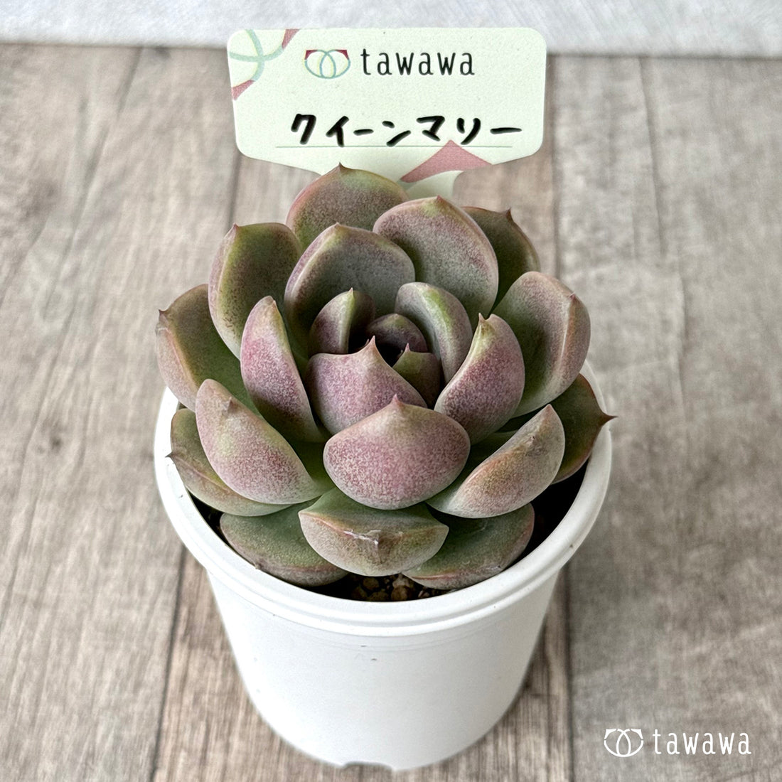＊新発売＊　クイーンマリー【tawawaハウス苗】