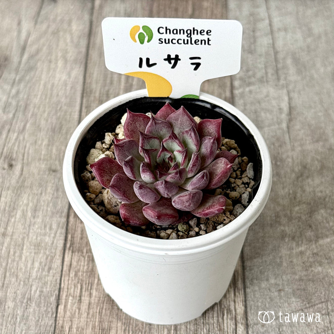 New Arrivals: Ice Green