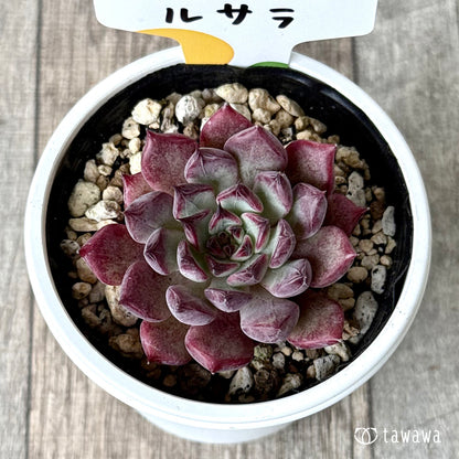 ルサラ（チャンヒー農園）【tawawaハウス苗】