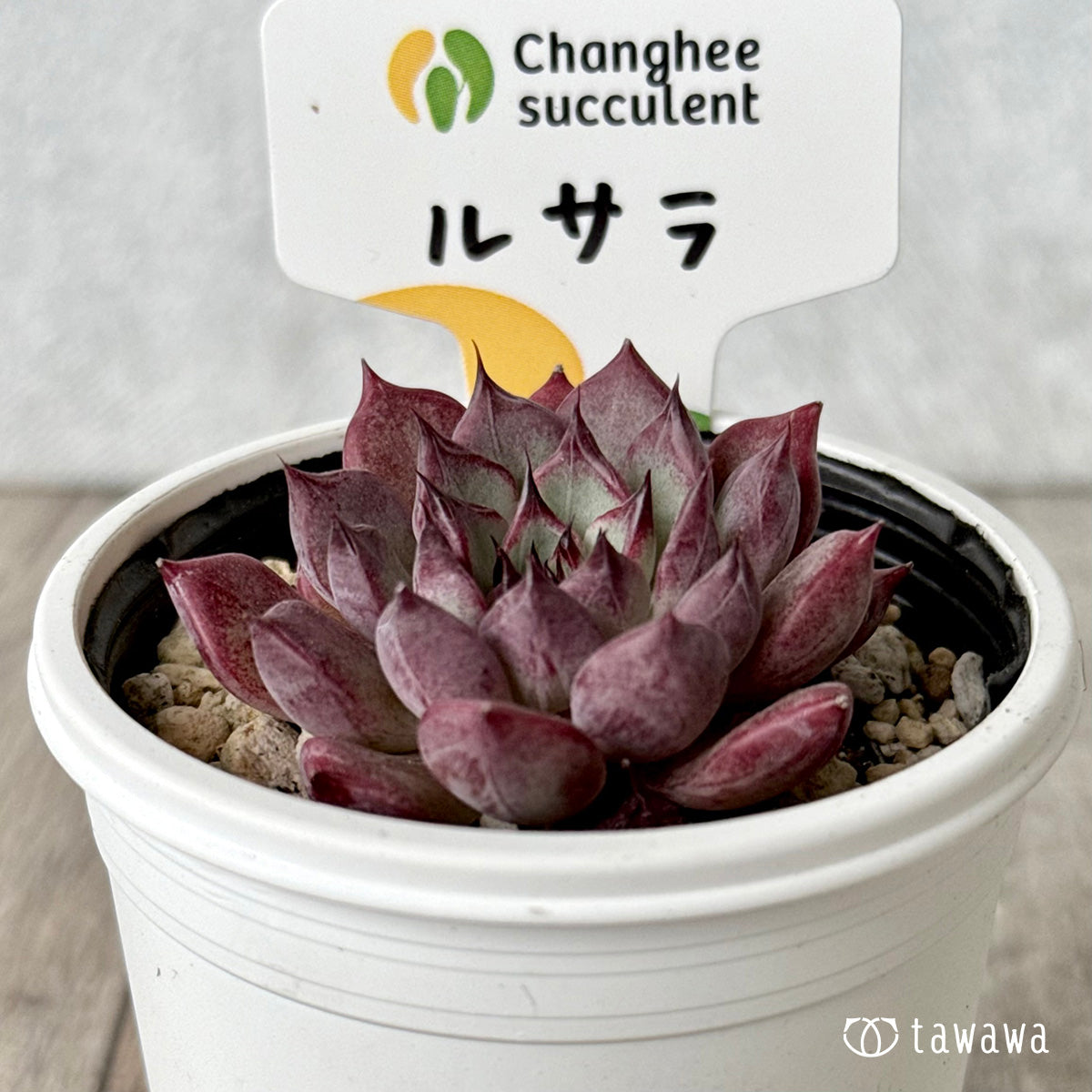 ルサラ（チャンヒー農園）【tawawaハウス苗】