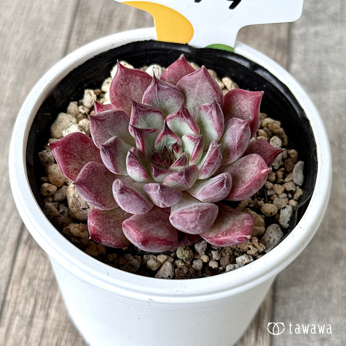 ルサラ（チャンヒー農園）【tawawaハウス苗】