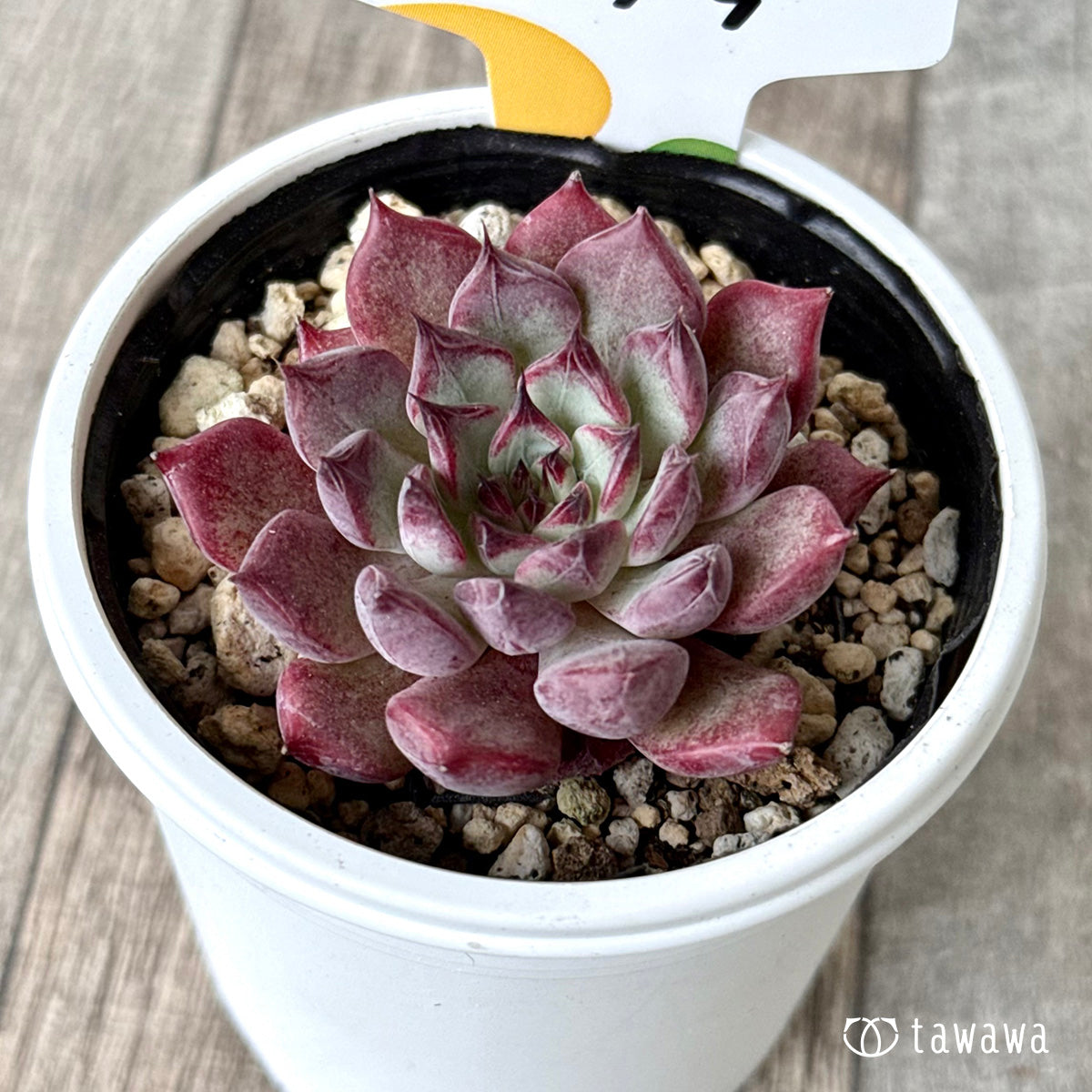 ルサラ（チャンヒー農園）【tawawaハウス苗】