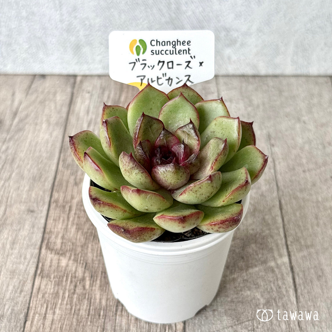 New Arrivals: Ice Green