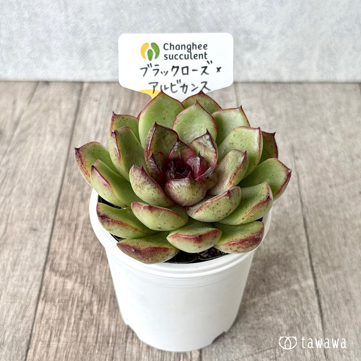 ブラックローズ×アルビカンス（チャンヒー農園）【tawawaハウス苗】
