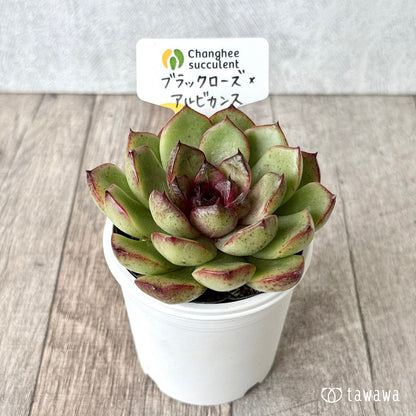 ブラックローズ×アルビカンス（チャンヒー農園）【tawawaハウス苗】