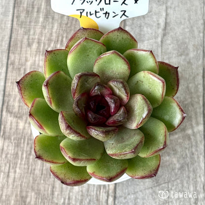 ブラックローズ×アルビカンス（チャンヒー農園）【tawawaハウス苗】