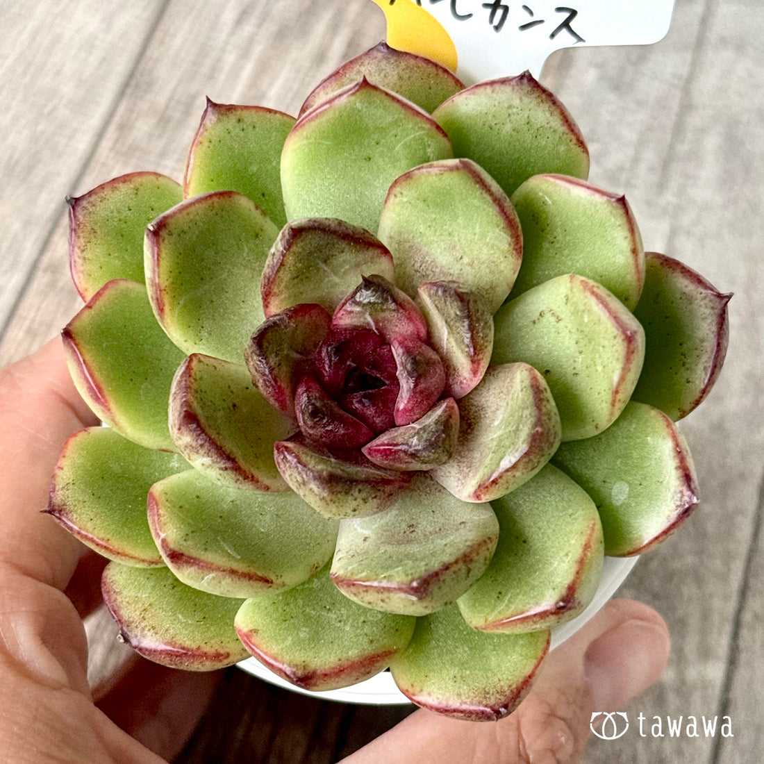 ブラックローズ×アルビカンス（チャンヒー農園）【tawawaハウス苗】