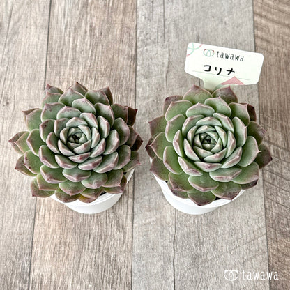 コリナ（エアーマジック農園）【tawawaハウス苗】