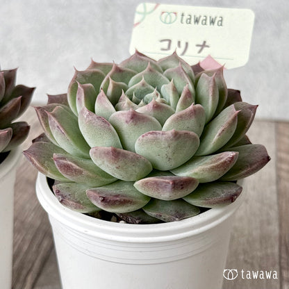 コリナ（エアーマジック農園）【tawawaハウス苗】