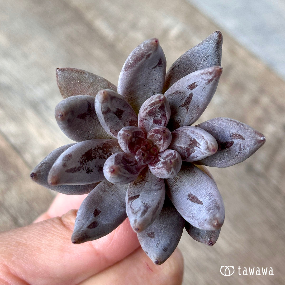 unguiculata succulent Anguiculata – 多肉植物の通販・販売サイト tawawa