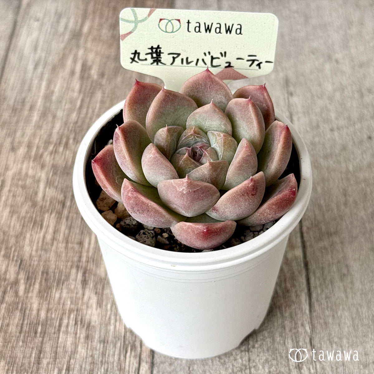 丸葉アルバビューティー　【tawawaハウス苗】