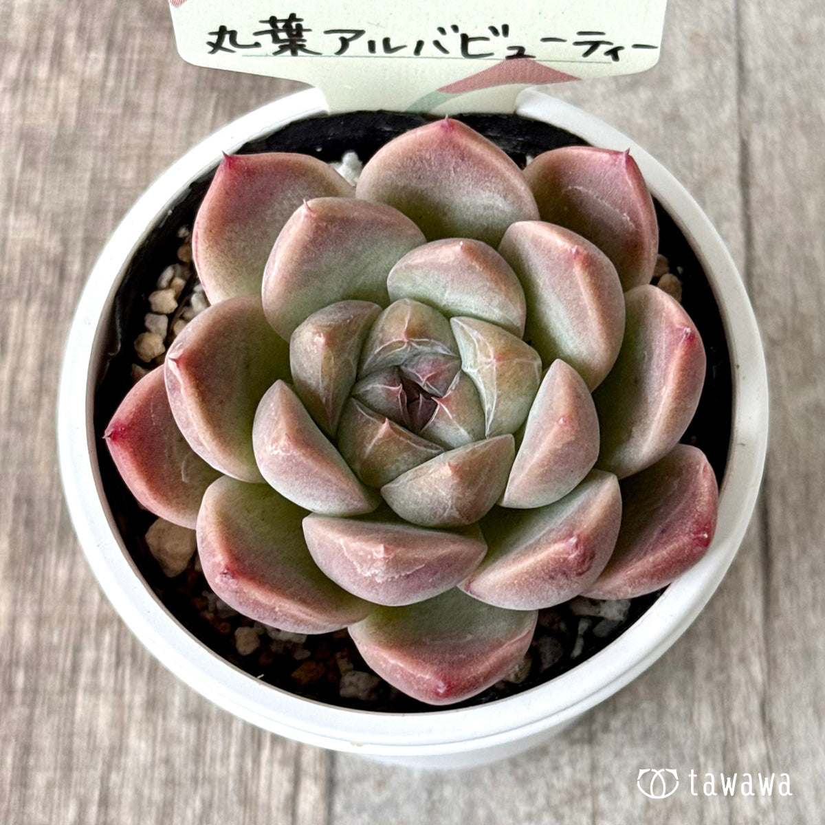 丸葉アルバビューティー 【tawawaハウス苗】 – 多肉植物の通販・販売