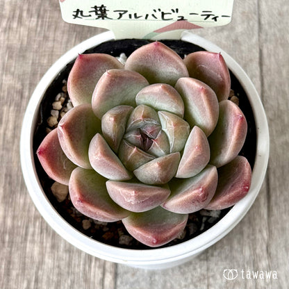 丸葉アルバビューティー　【tawawaハウス苗】
