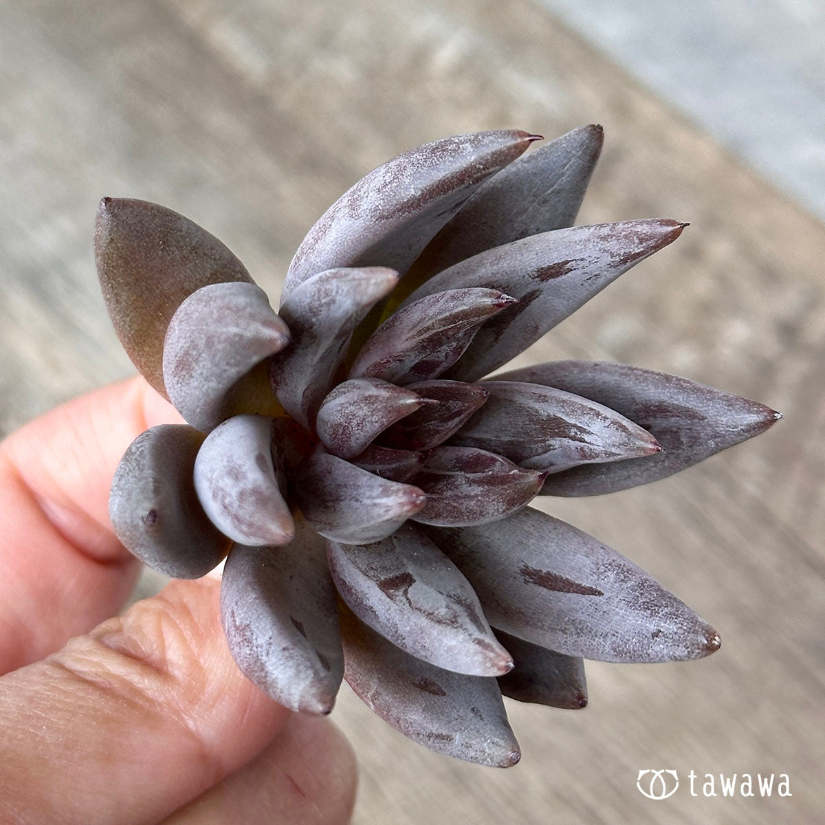 Anguiculata