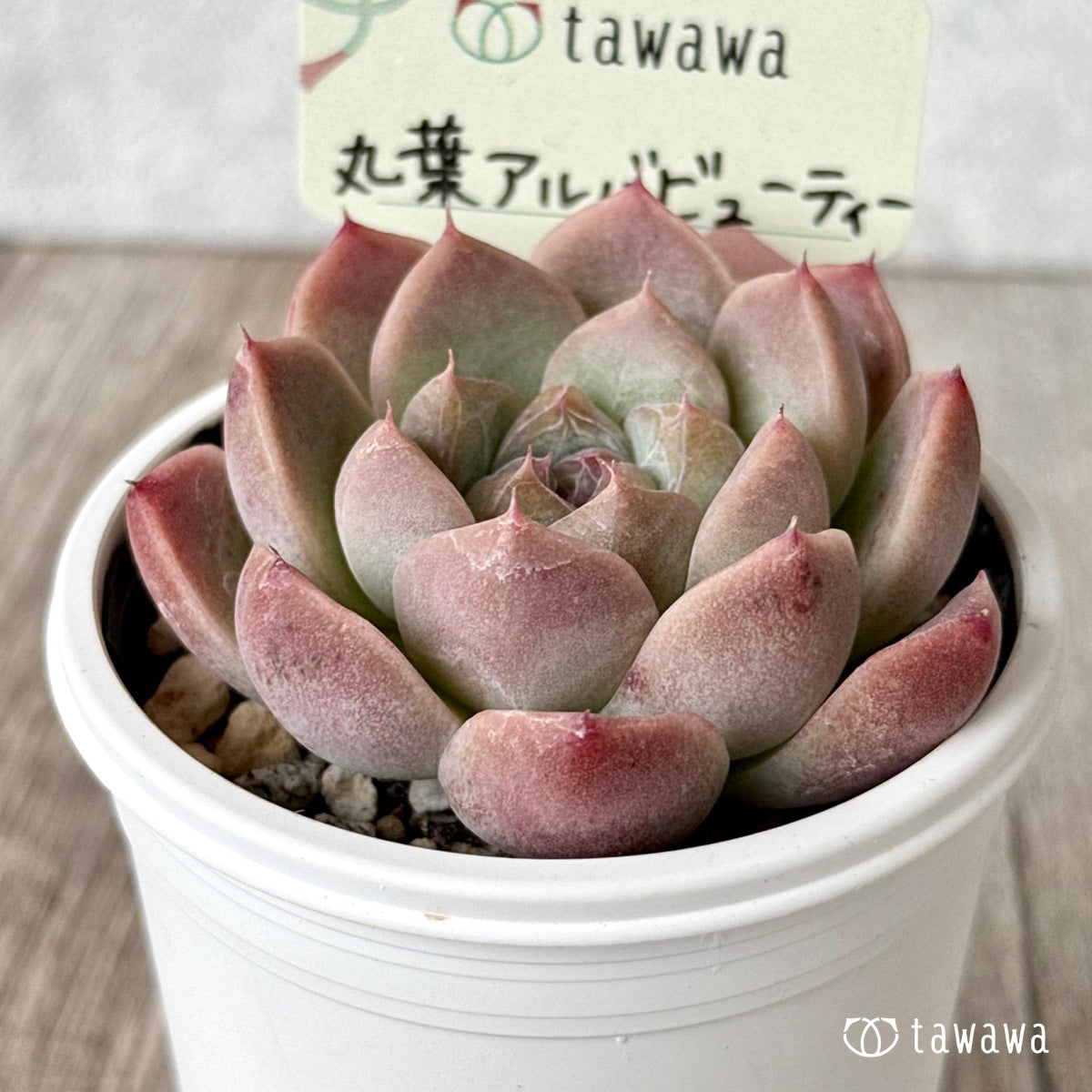 アルバビューティー 丸葉アルバビューティー 【tawawaハウス苗】 – 多肉植物の通販・販売
