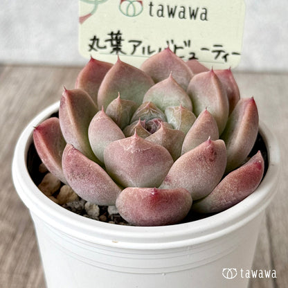 丸葉アルバビューティー　【tawawaハウス苗】