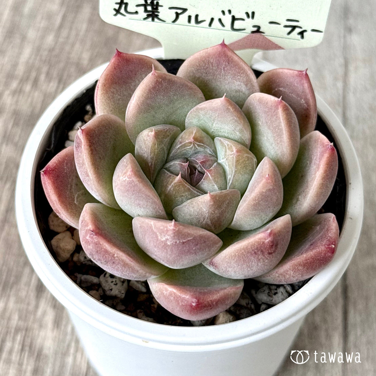 丸葉アルバビューティー　【tawawaハウス苗】