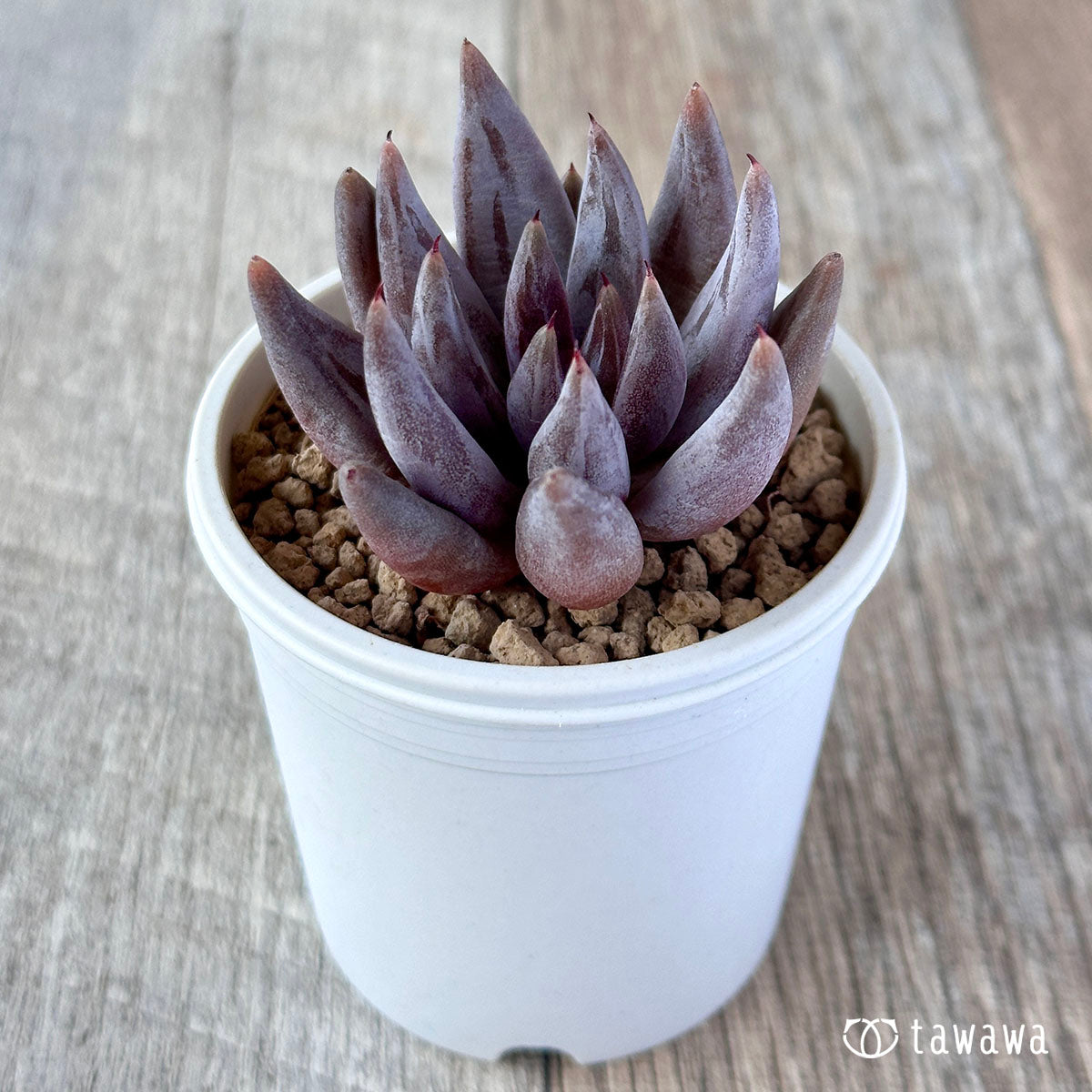 Anguiculata