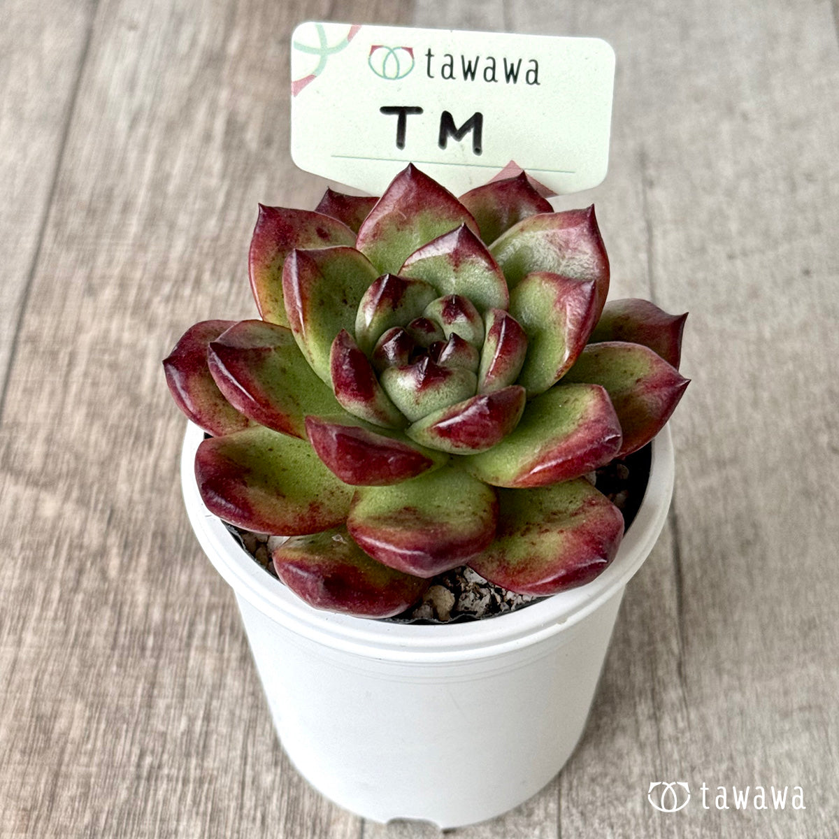 TM　【tawawaハウス苗】