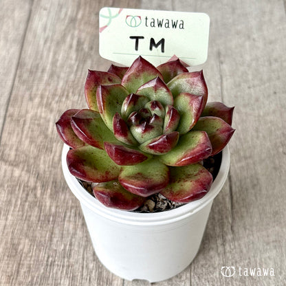 ＊新発売＊　TM　【tawawaハウス苗】