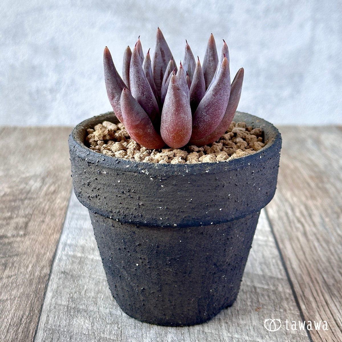 Anguiculata