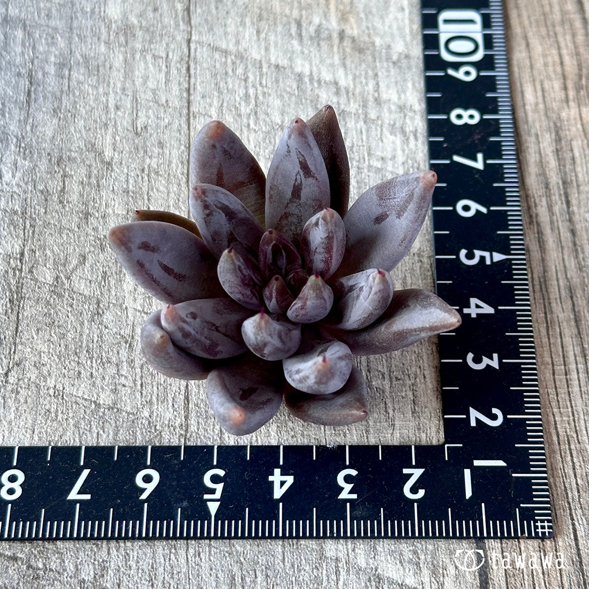 Anguiculata