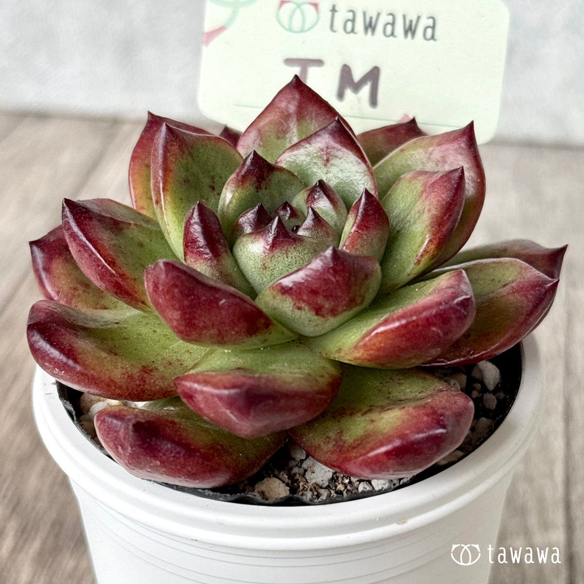 ＊新発売＊　TM　【tawawaハウス苗】