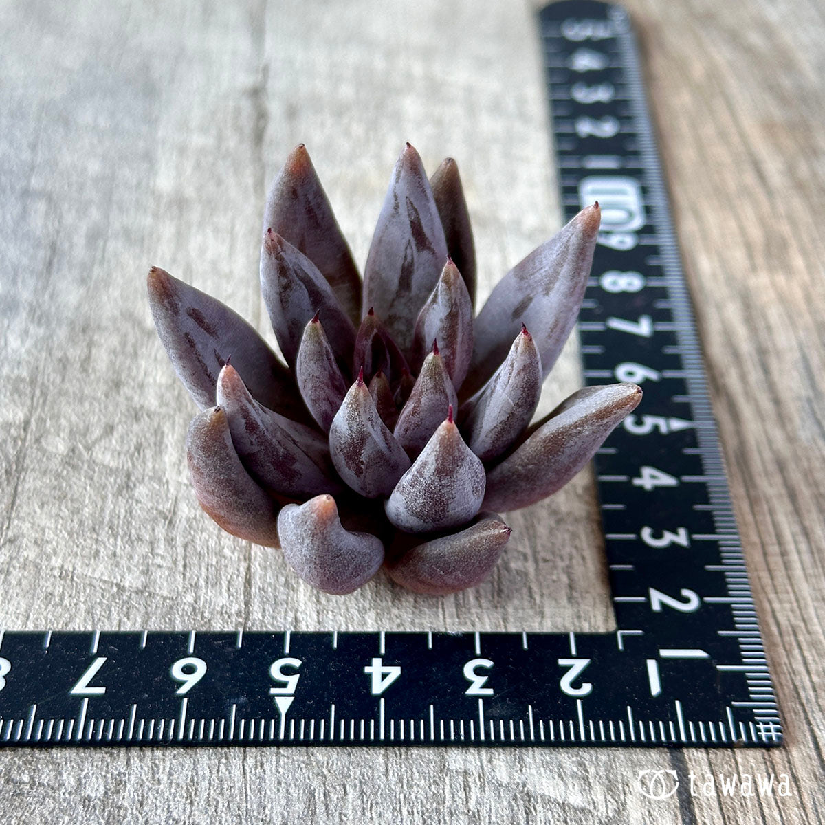 Anguiculata