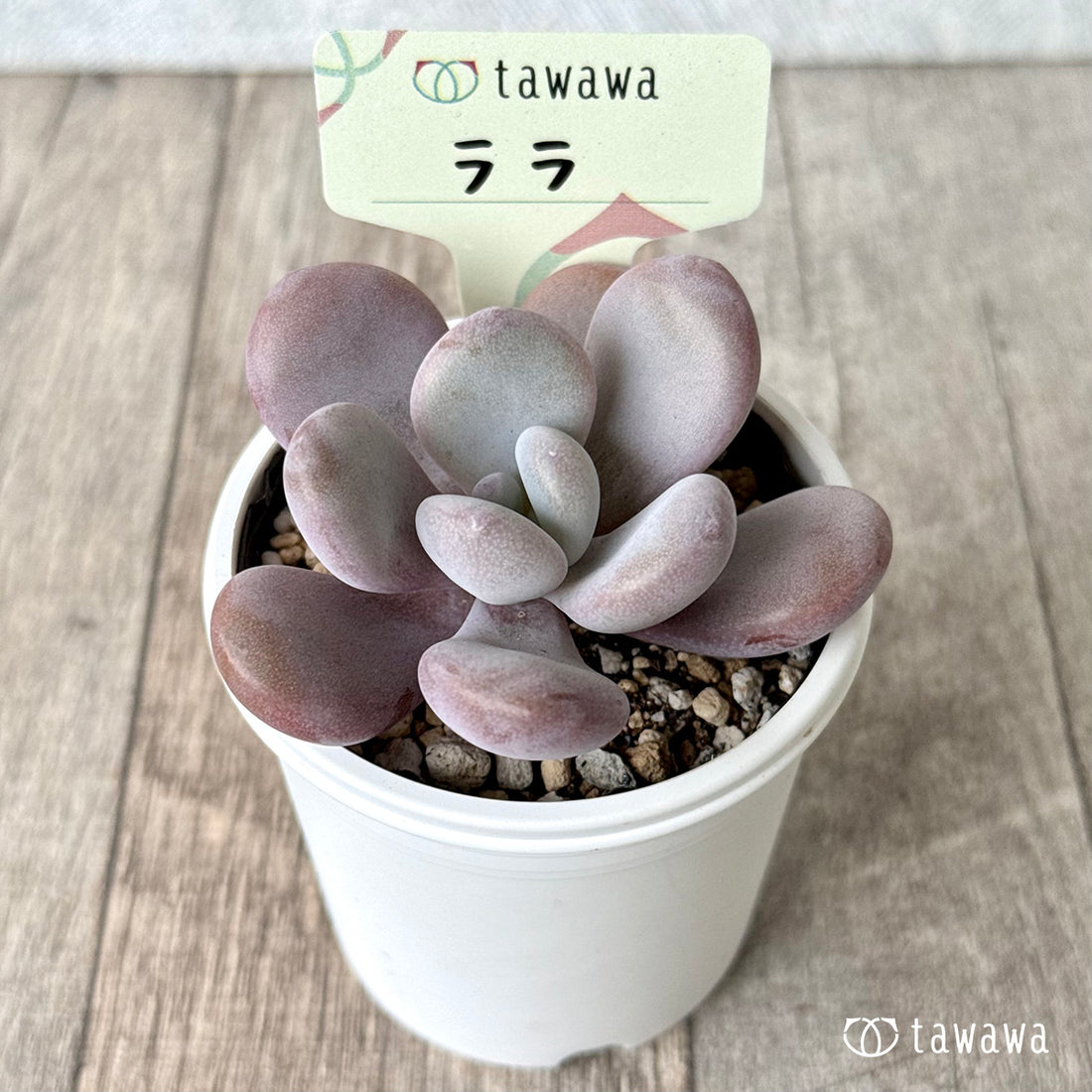 ララ【tawawaハウス苗】