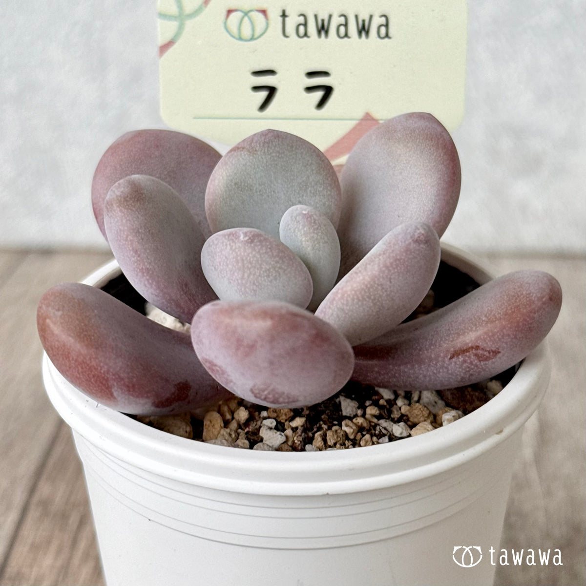 Lara [Tawawa House Seedlings]