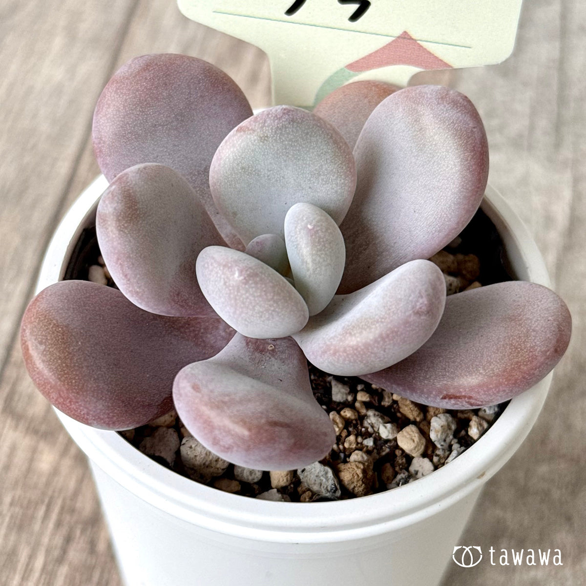 ララ【tawawaハウス苗】