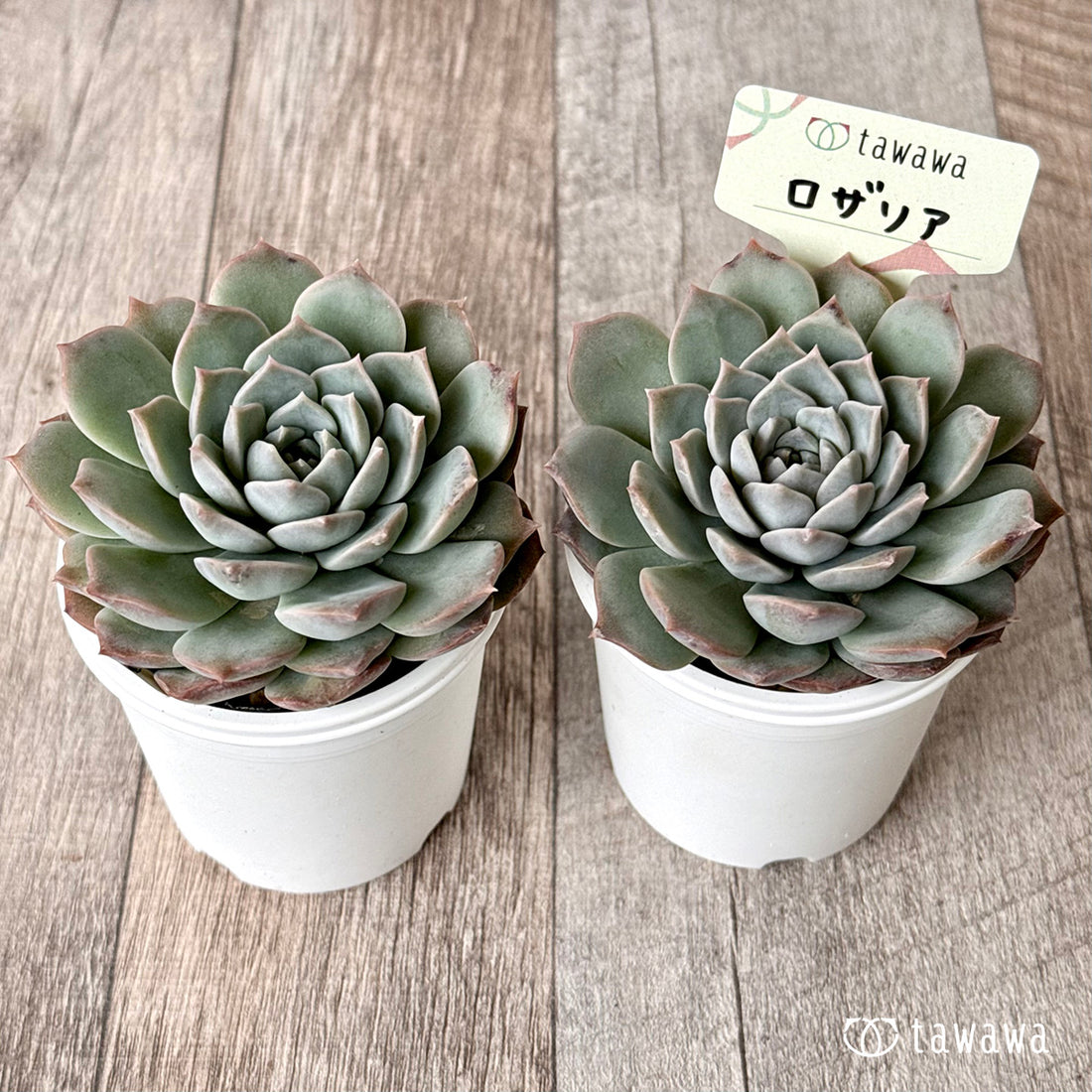 New Arrivals: Ice Green