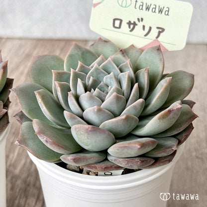 ＊新発売＊　ロザリア【tawawaハウス苗】