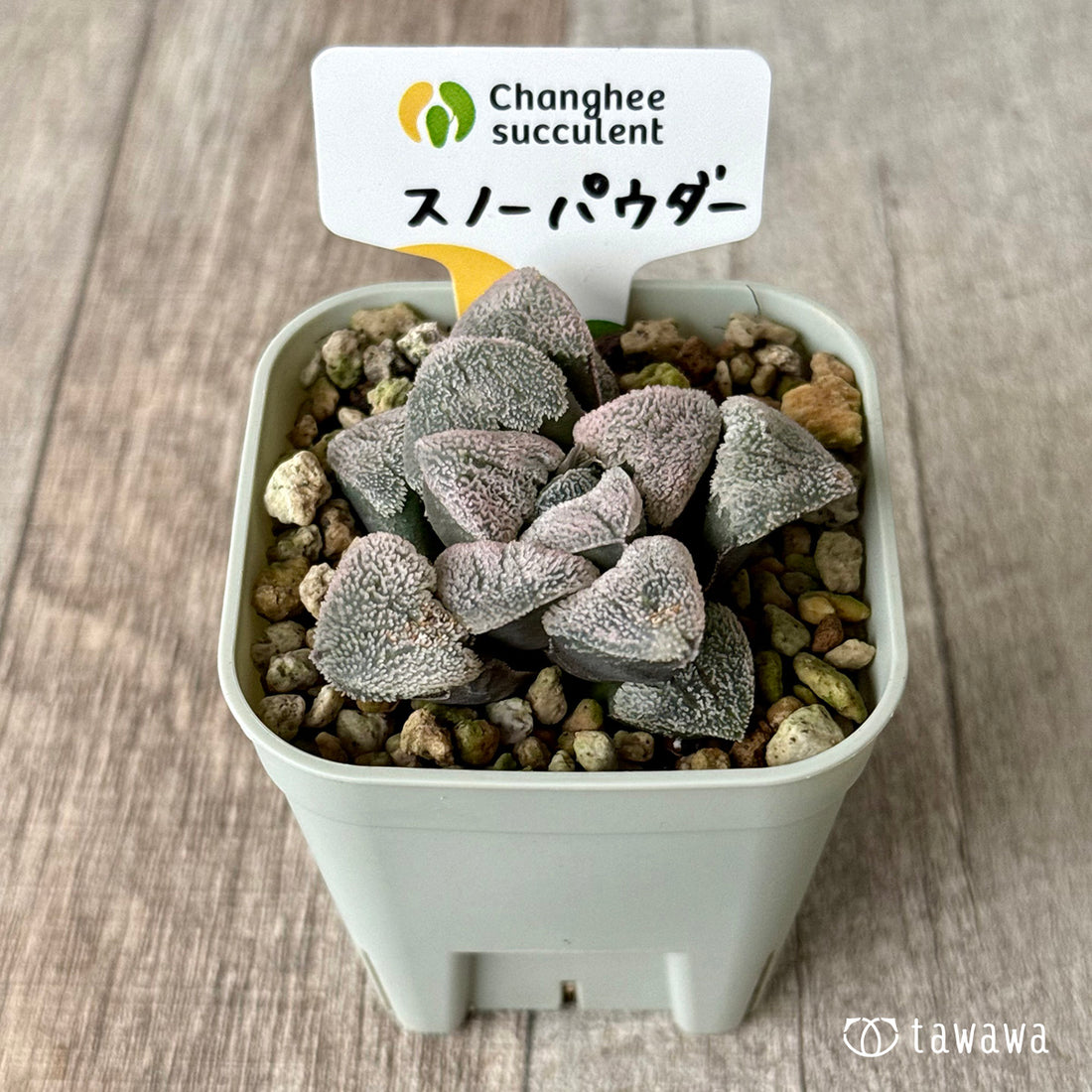 New Arrivals: Ice Green